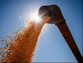 Brasil poderá ter novo recorde na produção de grãos na safra 2024/2025